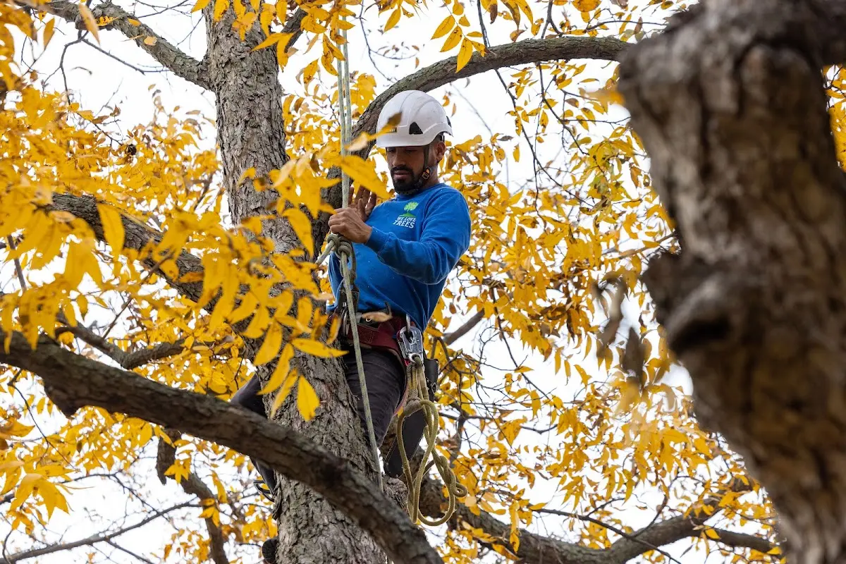 Skilled Emergency Tree Service crew working in Weimar