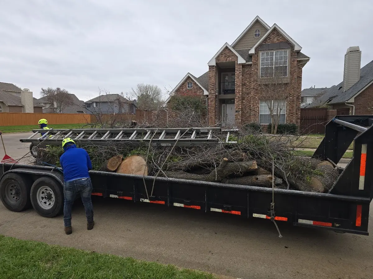 Expert Tree Pest Control with proper safety equipment in Weimar